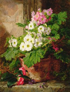 Stilleven van primula